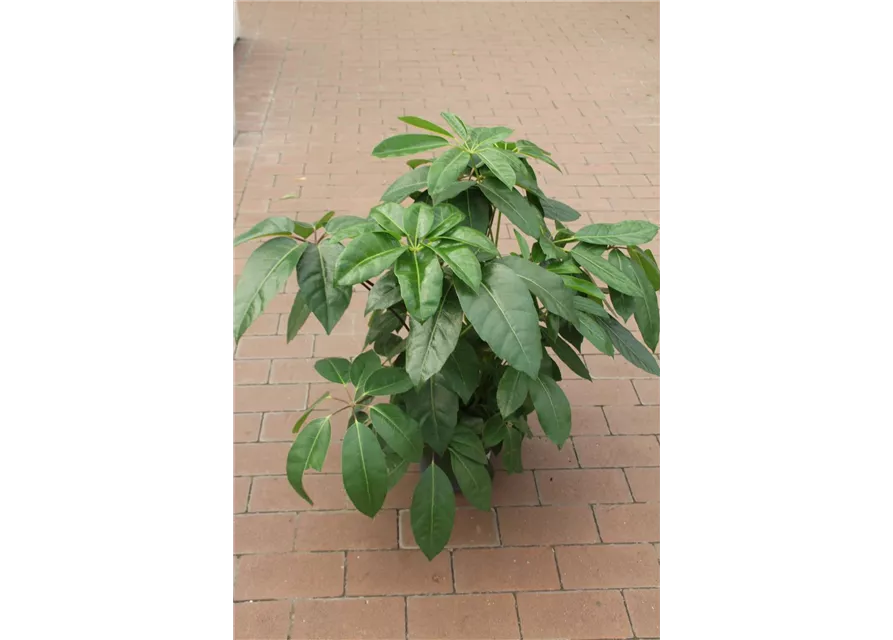 Schefflera actinophylla