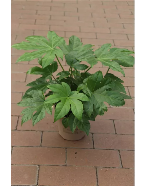 Fatsia japonica " Morelips"