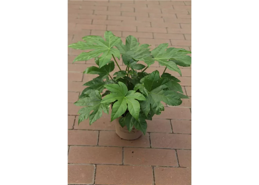 Fatsia japonica " Morelips"