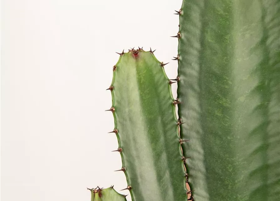 Euphorbia Ingens 