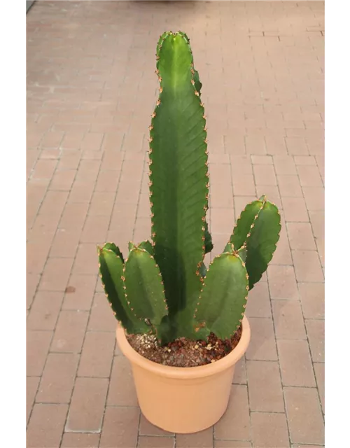 Euphorbia Ingens 