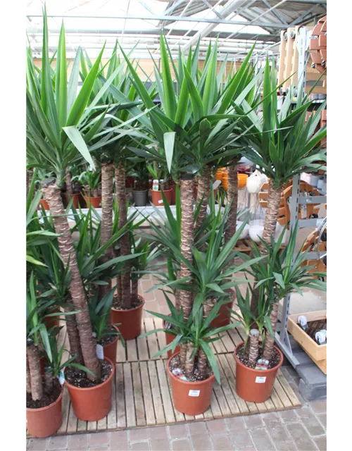 Yucca elephantipes 120/60/30 cm 