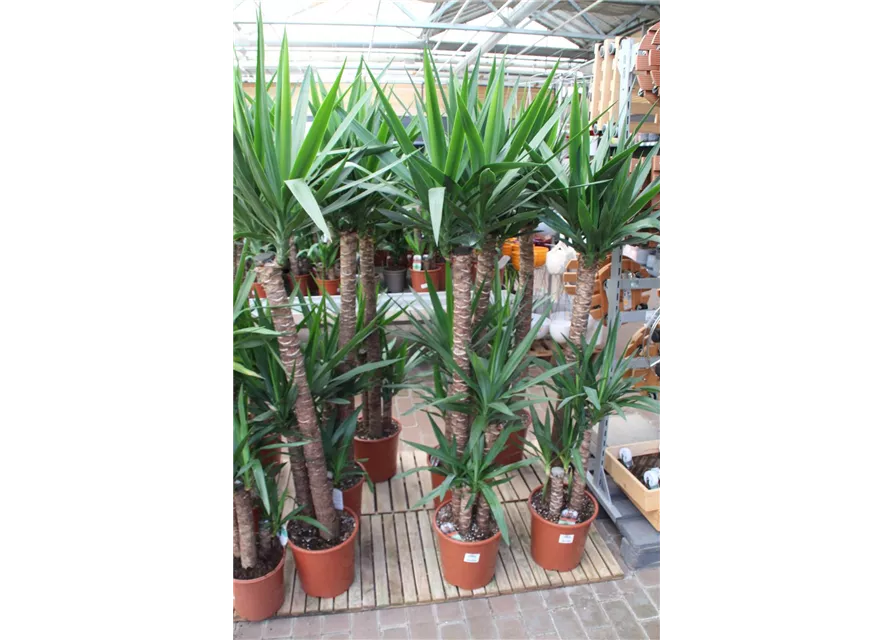 Yucca elephantipes 120/60/30 cm 