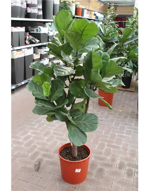 Ficus lyrata, Höhe ca. 1,60m