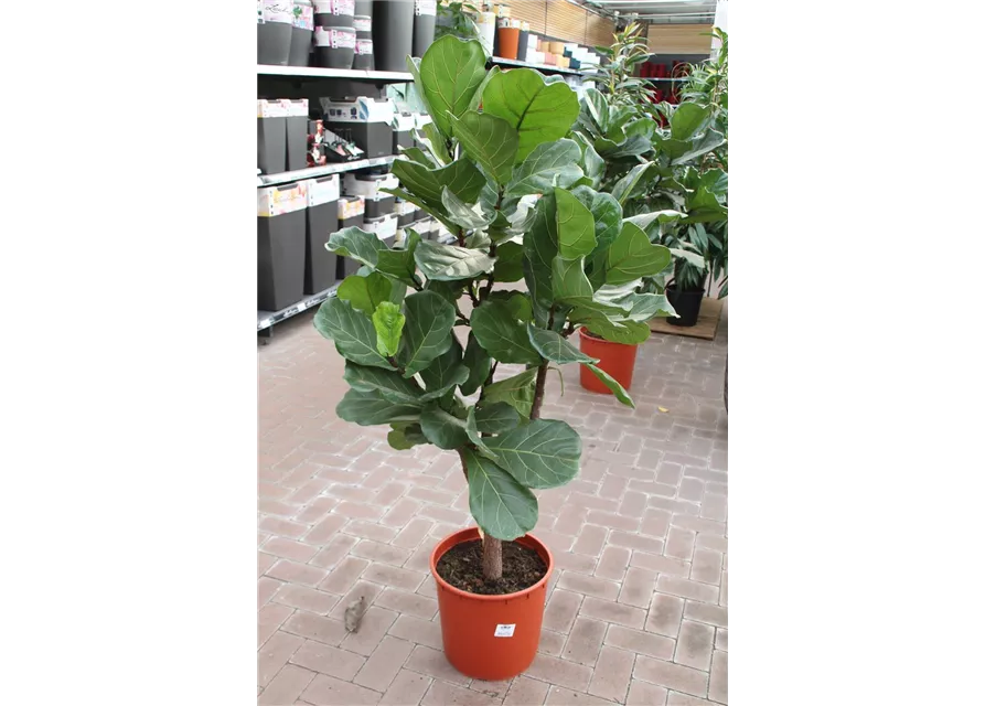 Ficus lyrata, Höhe ca. 1,60m