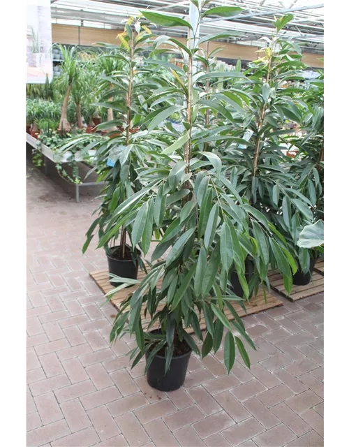 Ficus binn. "Amstel King"