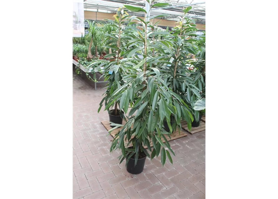 Ficus binn. "Amstel King"