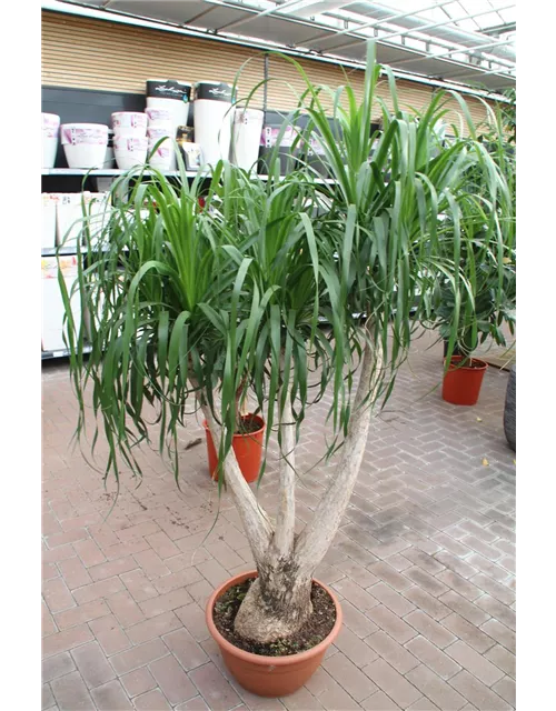 Beaucarnea recurvata Höhe 150 cm 