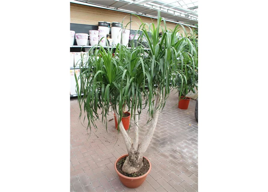 Beaucarnea recurvata Höhe 150 cm 