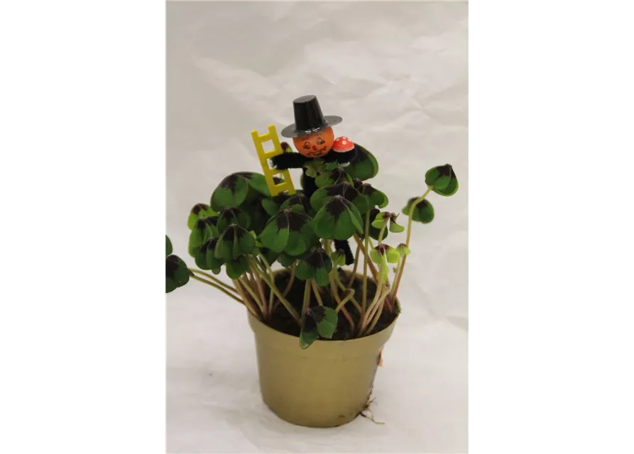 Oxalis deppei Goldtopf mit Schornsteinfeger