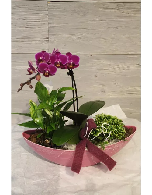 Pflanzschale Schiffchen 32cm mit Phalaenopsis