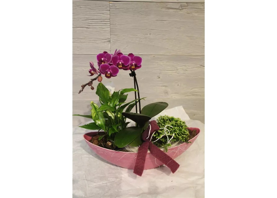 Pflanzschale Schiffchen 32cm mit Phalaenopsis