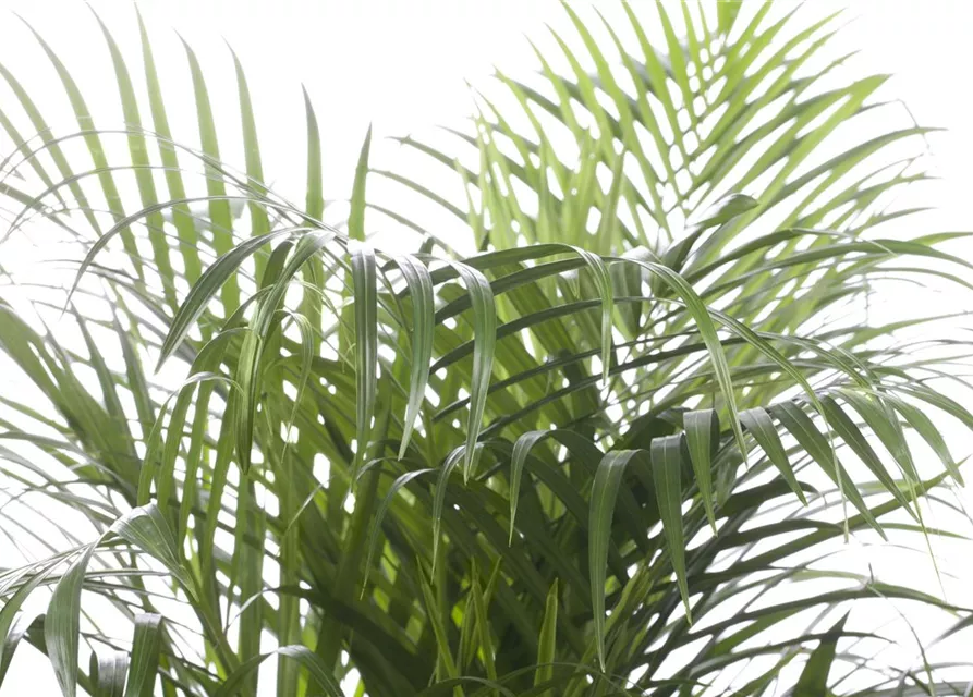 Areca , Dypsis lutescens ca. 135cm