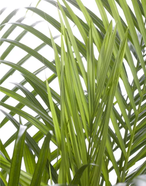 Areca , Dypsis lutescens ca. 135cm