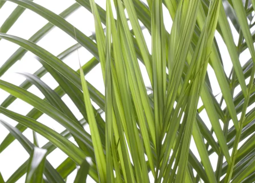 Areca , Dypsis lutescens ca. 135cm