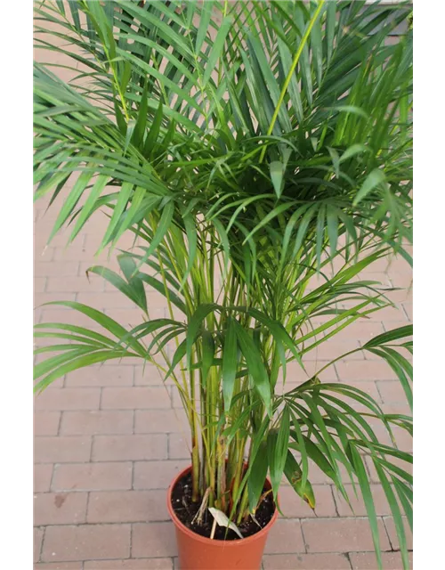 Areca , Dypsis lutescens ca. 135cm