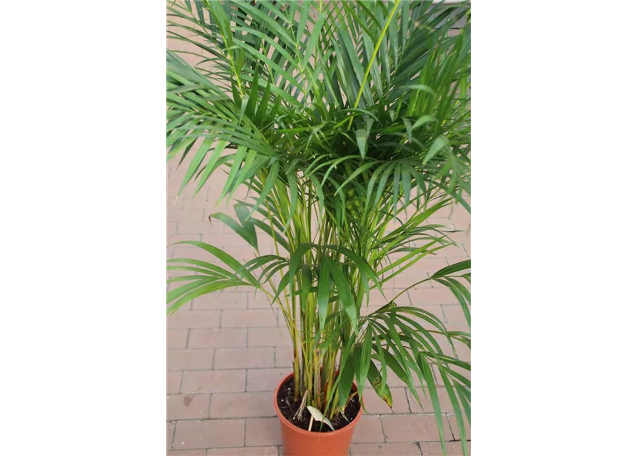 Areca , Dypsis lutescens ca. 135cm