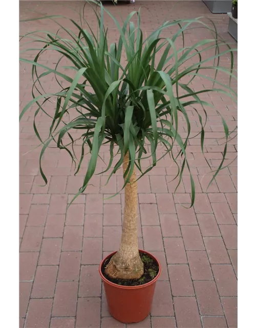 Beaucarnea recurvata ca.110 cm 