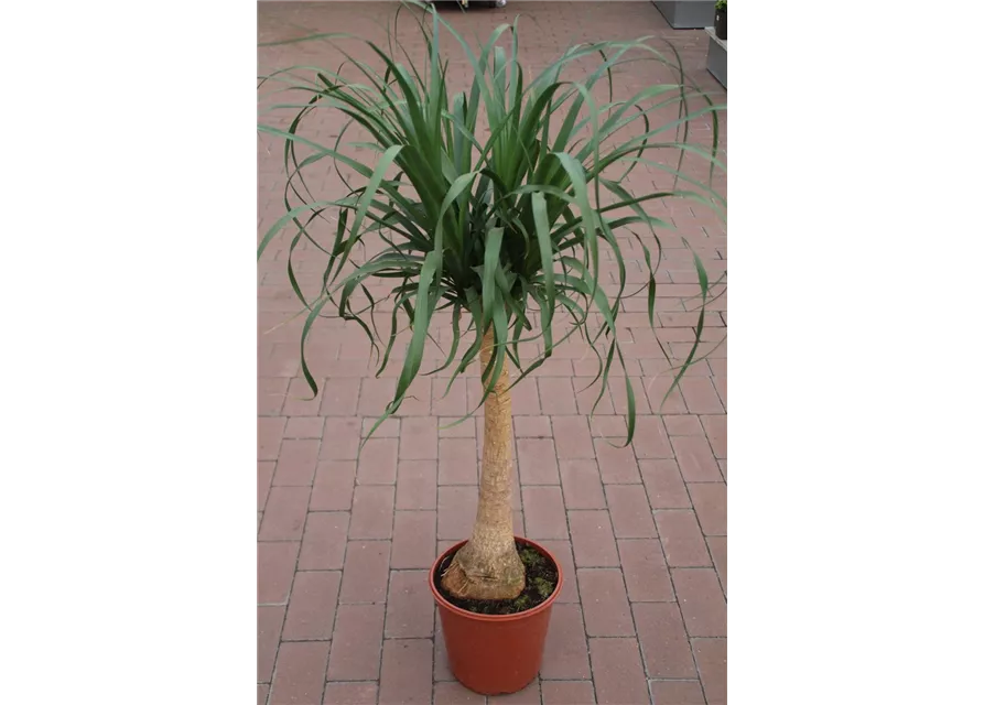 Beaucarnea recurvata ca.110 cm 