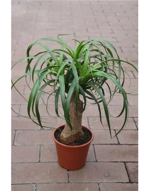 Beaucarnea recurvata ca. 40cm 