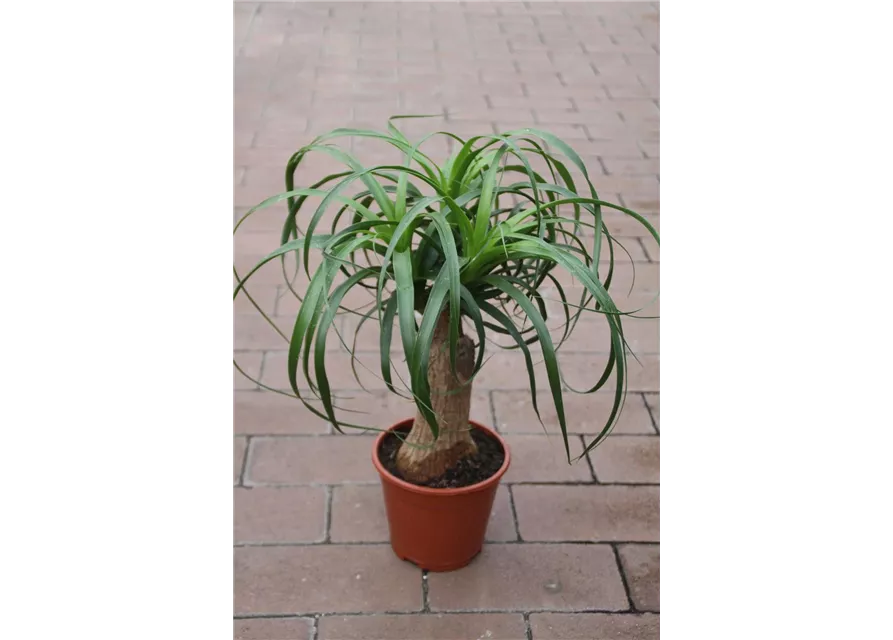 Beaucarnea recurvata ca. 40cm 