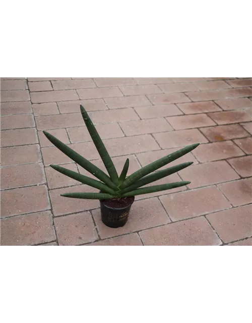 Sanseveria cylindrica "Star Canyon" ca.30cm 