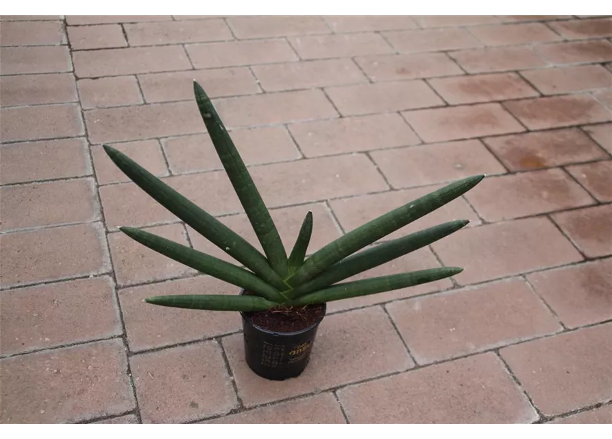 Sanseveria cylindrica "Star Canyon" ca.30cm 