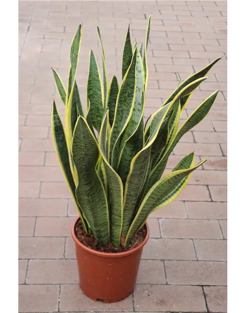 Sanseveria Laurentii ca. 70cm 