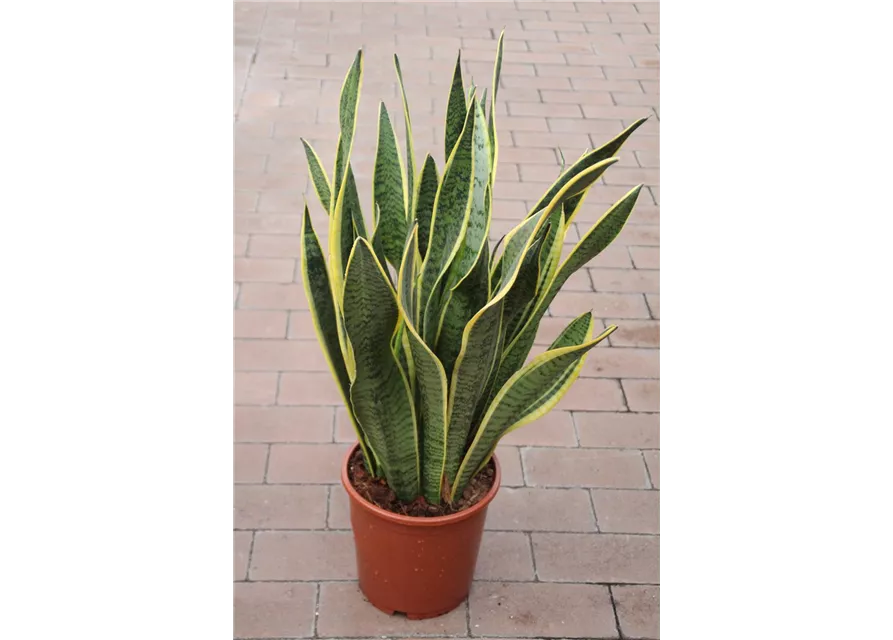 Sanseveria Laurentii ca. 70cm 