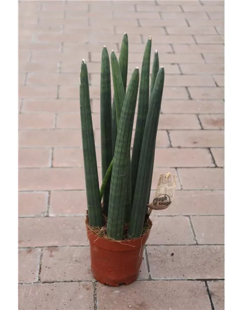 Sanseveria cylindrica ca.40cm 