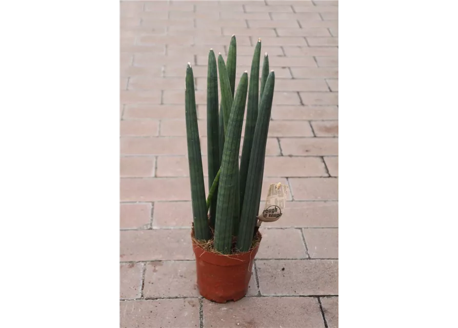 Sanseveria cylindrica ca.40cm 