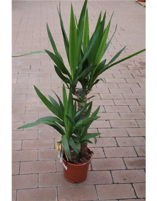 Yucca elephantipes ca. 80cm 