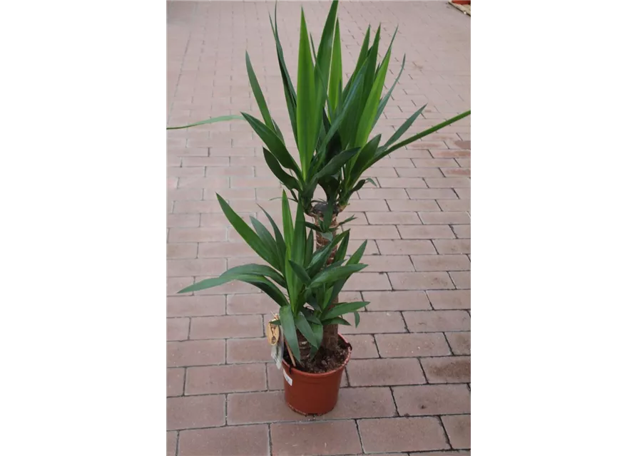 Yucca elephantipes ca. 80cm 