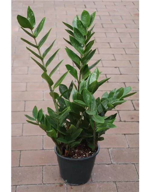 Zamioculcas zamiifolia ca. 60cm 