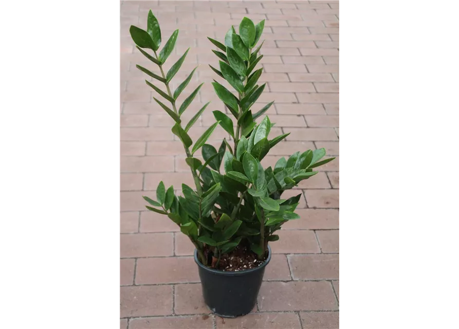 Zamioculcas zamiifolia ca. 60cm 