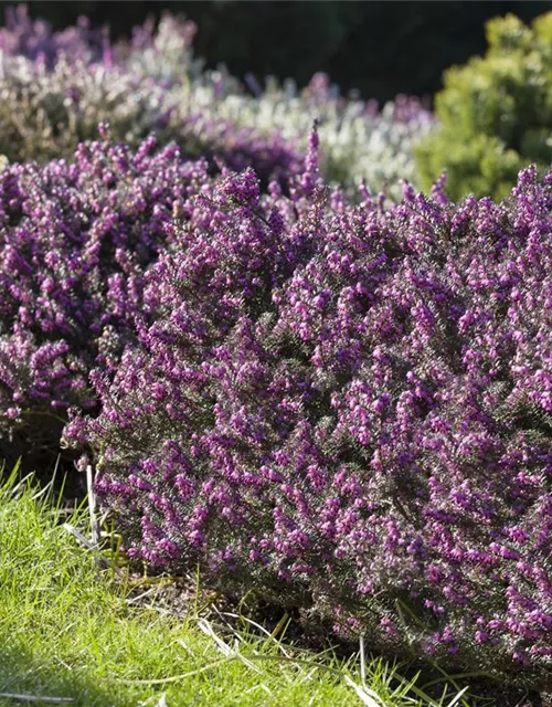 Erica darleyensis 