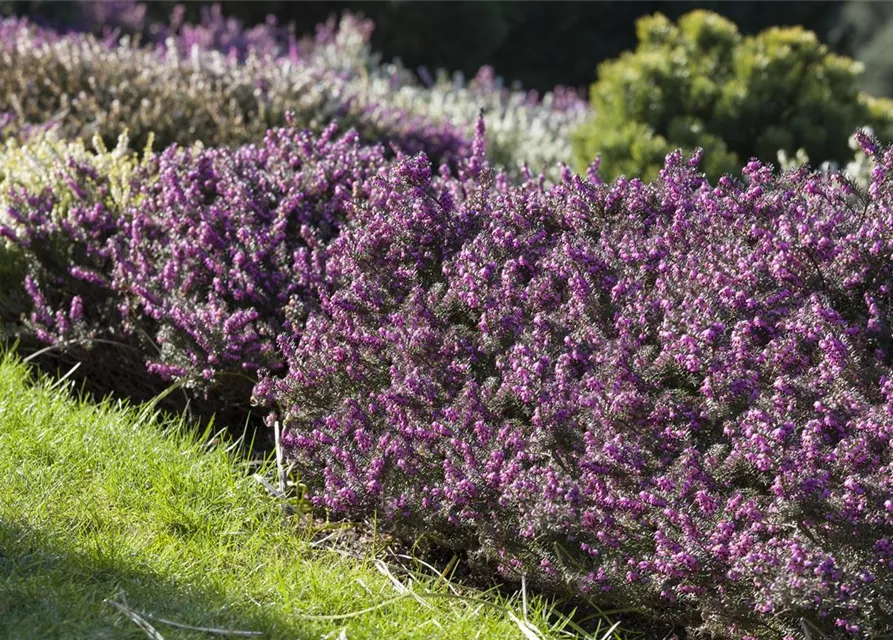 Erica darleyensis 