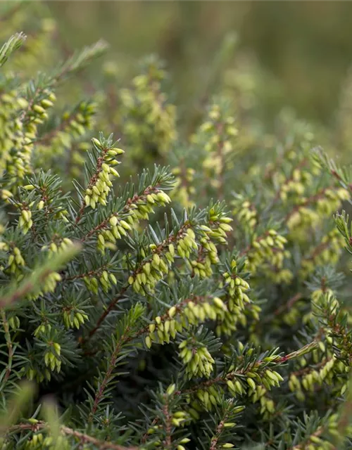 Erica darleyensis 