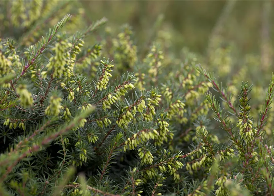 Erica darleyensis 