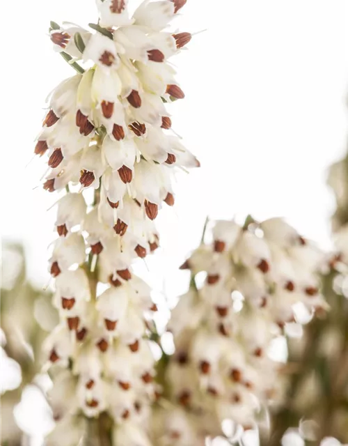 Erica darleyensis 