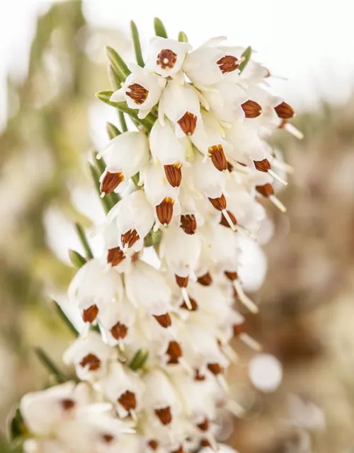 Erica darleyensis 