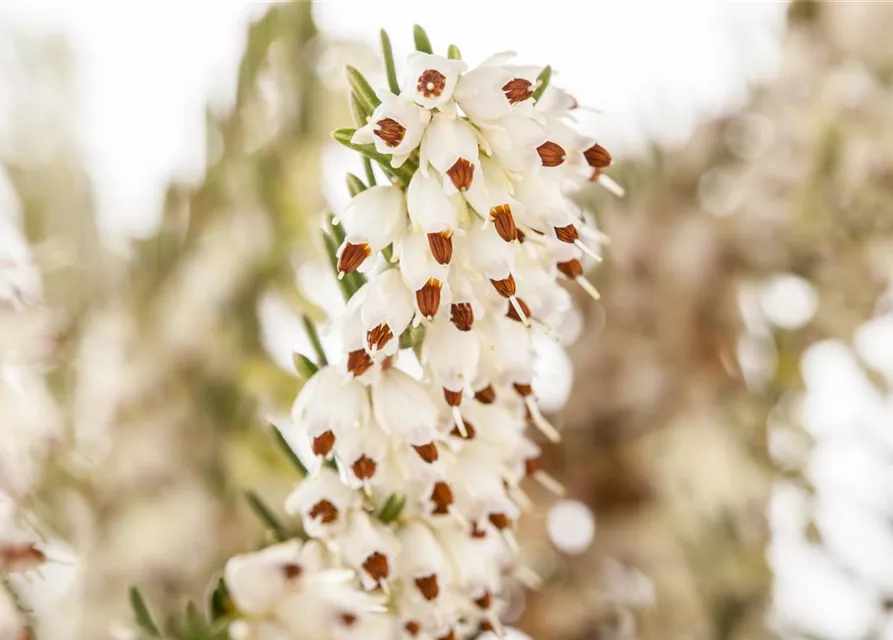 Erica darleyensis 