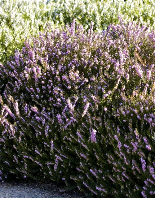 Erica darleyensis 