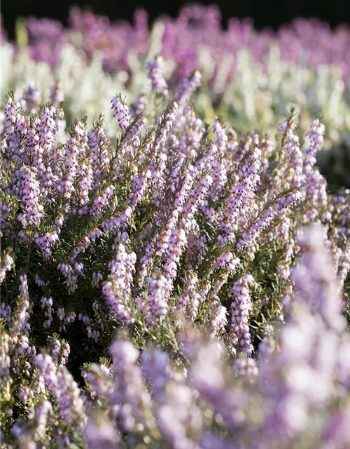 Erica darleyensis 