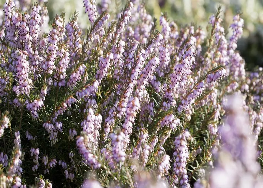 Erica darleyensis 