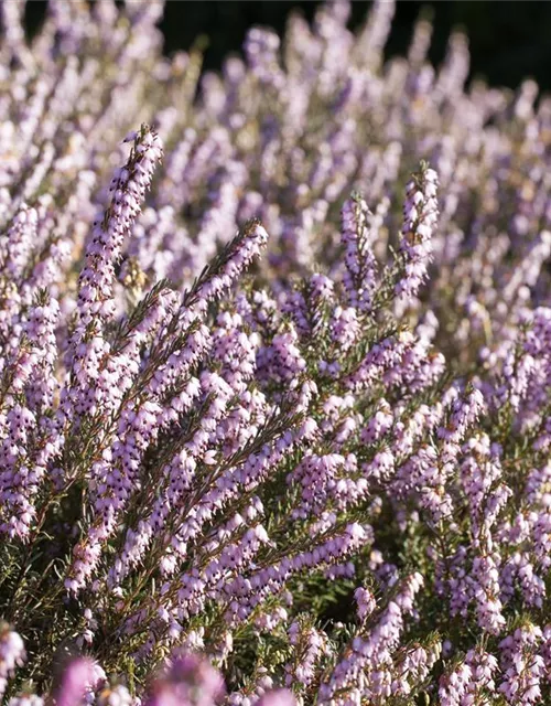 Erica darleyensis 