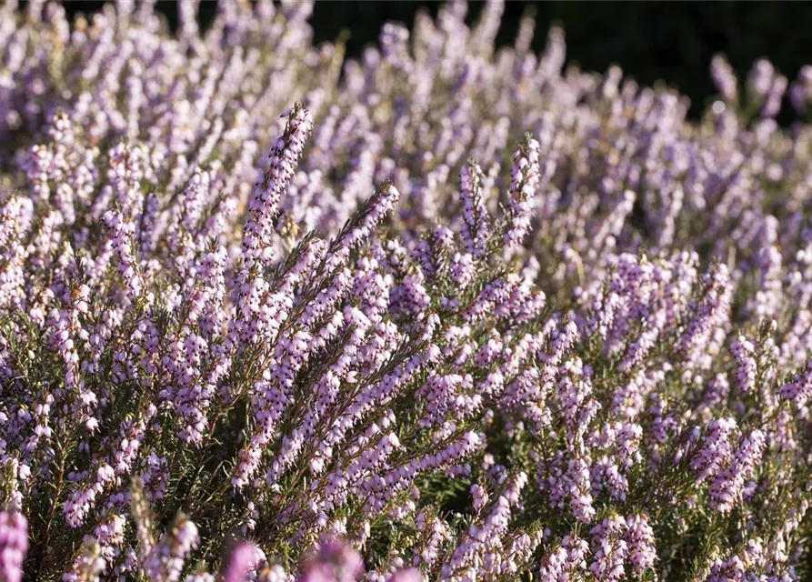 Erica darleyensis 