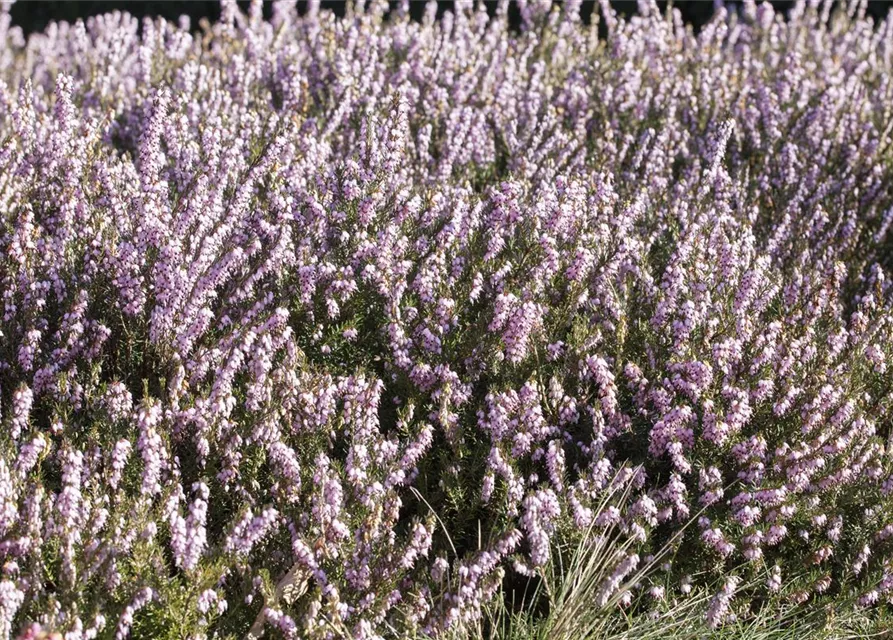 Erica darleyensis 