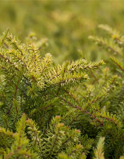 Erica darleyensis 