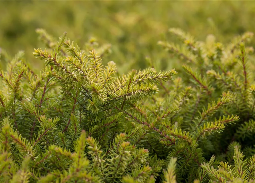 Erica darleyensis 